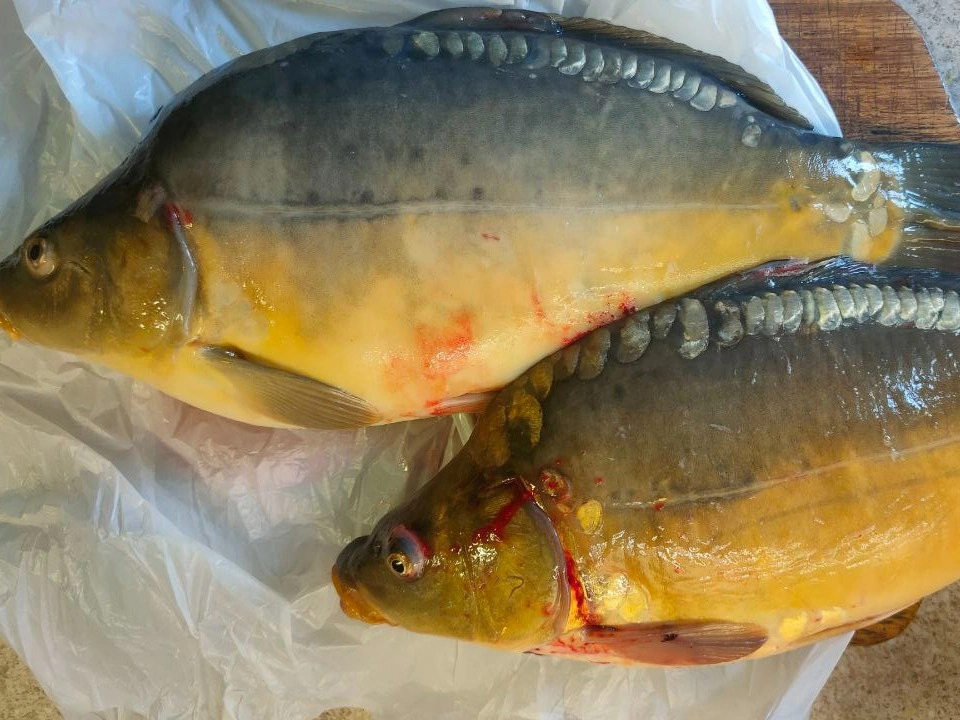 Шаг 1: Карп, запеченный в духовке