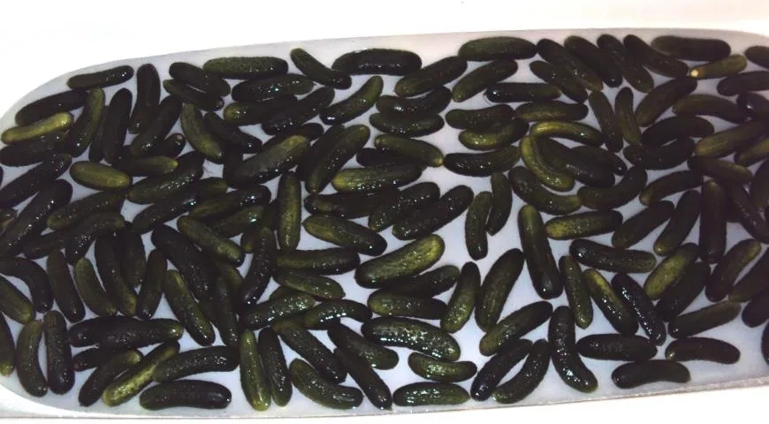 Маринованные огурцы с черноплодной рябиной и мелиссой: шаг 1