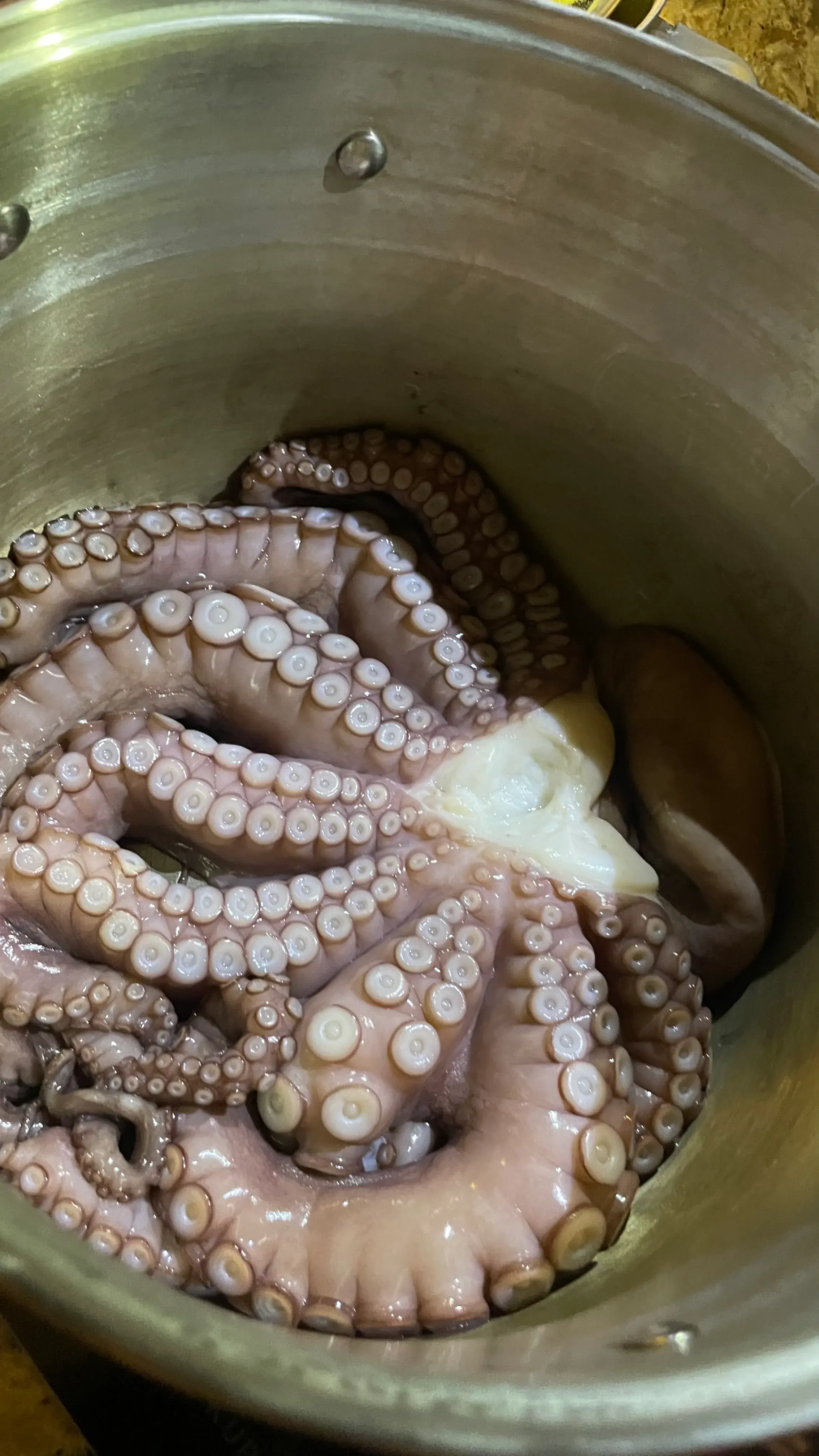 Осьминог: шаг 1