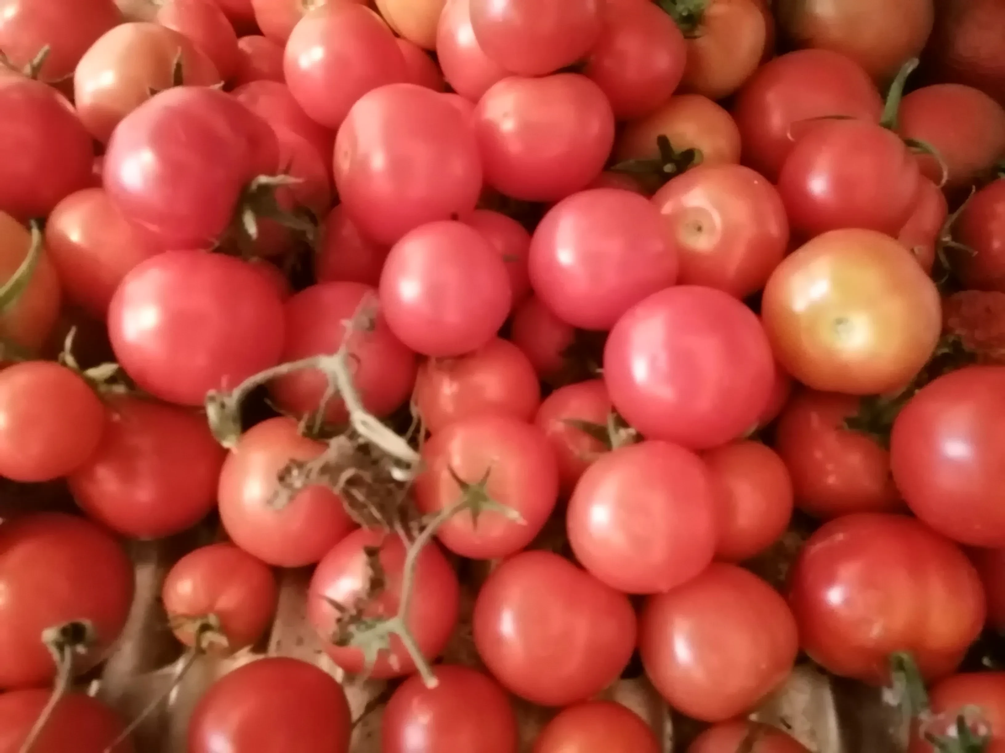 Консервированные помидоры на зиму: шаг 1