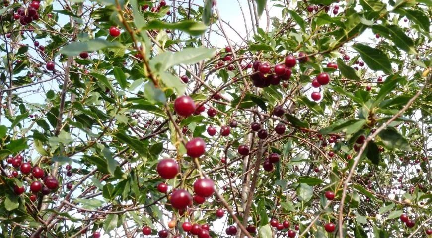 Вишняк: шаг 1