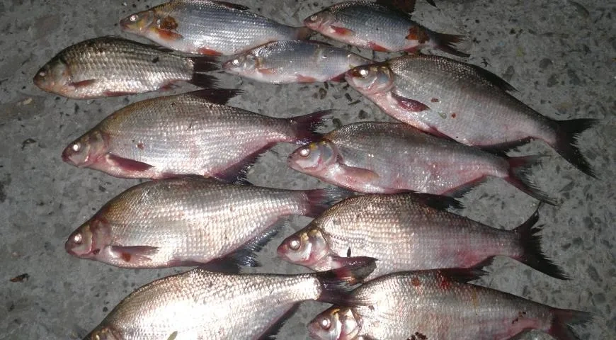 Вяленые лещи и тарань: шаг 1