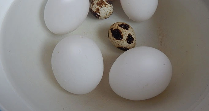 Шаг 2: Салата Гнездо глухаря