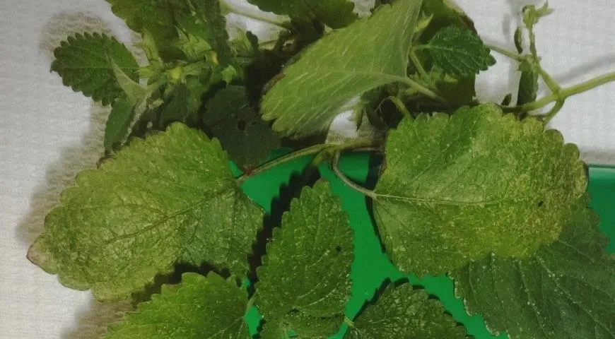 Маринованные огурцы с черноплодной рябиной и мелиссой: шаг 3