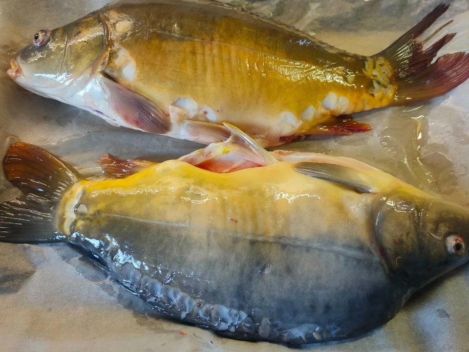 Шаг 5: Карп, запеченный в духовке