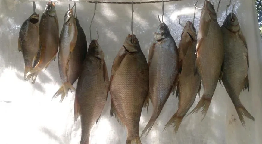 Вяленые лещи и тарань: шаг 6